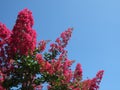 Pink Crepe Myrtle and Blue Sky Royalty Free Stock Photo