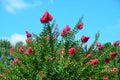 Pink crepe myrtle flowers