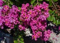 Pink Crepe myrtle - Lagerstroemia indica. Botanical Garden, KIT Karlsruhe, Germany, Europe Royalty Free Stock Photo