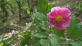 Pink crimean peony Paeonia daurica in the forest.