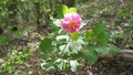 Pink crimean peony Paeonia daurica in the forest.