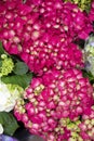 Pink crimson blossom hydrangea blossom flower close-up. Natural flower background magenta hydrangea