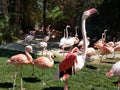 Large Flamingo streches wings in flock on grass at LA zoo