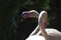 Large Pink Flamingo with crooked beak open mouth at LA zoo
