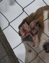 Pink croak paws of a dog hound Royalty Free Stock Photo