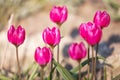 Pink crocus flowers on a green meadow in spring. Close up Royalty Free Stock Photo