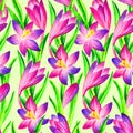 Pink crocus watercolor seamless pattern