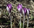 Pink crocuses in early spring amid still sleeping vegetation after sunrise Royalty Free Stock Photo