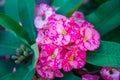 Pink Crown of thorns flowers : Euphorbia milli Desmoul