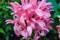 Pink crysanthemum Royalty Free Stock Photo