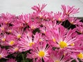 Pink Crysanthemums flowers on white background can be pattern or background texture Royalty Free Stock Photo