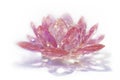 Pink Crystal Lotus