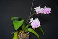 Pink cultivated orchid isolated over black Royalty Free Stock Photo