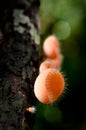 Pink Cup , mushroom