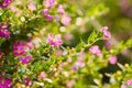 Pink Cuphea hyssopifolia or false heather or Mexican heather or Royalty Free Stock Photo