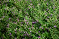 Pink Cuphea Hyssopifolia flowers. False Heather Or Mexican Heather blossoms