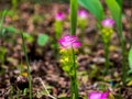 Pink Curcuma alismatifolia Siam tulip flowers blossom at Khao Yai National Park.