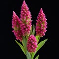 Pink Curcuma flower isolated on black background