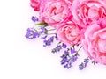 Pink curly roses and lavender in the corner of the white background Royalty Free Stock Photo