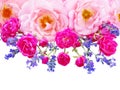 Pink curly roses, vibrant pink roses and provence lavender isolated on white Royalty Free Stock Photo