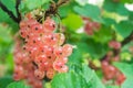 Pink currant on branch