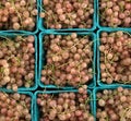 pink currants in containers at farmers market (red, yellow, blue berries, produce, champagne currant berry) Royalty Free Stock Photo