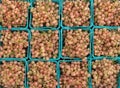 pink currants in containers at farmers market (red, yellow, blue berries, produce, champagne currant berry) Royalty Free Stock Photo