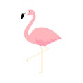 Pink cute flamingo. Flamingo cartoon vector illustration isolated on white Royalty Free Stock Photo