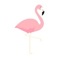 Pink cute flamingo. Flamingo cartoon vector illustration isolated on white