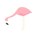 Pink cute flamingo. Flamingo cartoon vector illustration isolated on white Royalty Free Stock Photo