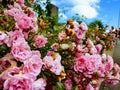 Pink cute rose bush with blossoming flowers and green leaves with a blue sky background