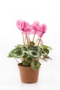 Pink cyclamen