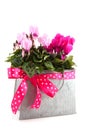 Pink Cyclamen for the birthday