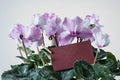 Pink cyclamen bloom and green leaf and blooming floral pot.