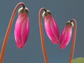 Pink cyclamen buds Royalty Free Stock Photo