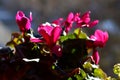 Pink cyclamen bush in the backlight