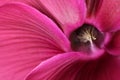 Pink cyclamen flower