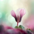 pink cyclamen flower on bokeh background with copy space