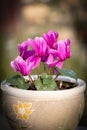 Pink cyclamen flower in clay flower pot with blurred green background Royalty Free Stock Photo