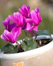 Pink cyclamen flower in clay flower pot with blurred green background Royalty Free Stock Photo