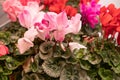 Pink Cyclamen Flower Closeup, Blurred Red Flowers in Pot, Macro Photo of Blooming Cyclamen Royalty Free Stock Photo