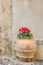 Pink cyclamen flower in old-fashioned vintage flowerpot against rustic wall in Italy Royalty Free Stock Photo