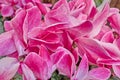 Pink cyclamen flowers closeup, strong bokeh