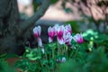 Pink Cyclamen Flowers, is a genus of 23 species of perennial flowering plants in the family primulaceae.