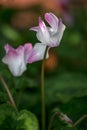 Pink Cyclamen Flowers, is a genus of 23 species of perennial flowering plants in the family primulaceae.