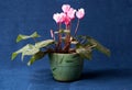 Pink cyclamen flowers in the pot Royalty Free Stock Photo