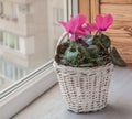 Pink cyclamen flowers in white basket on a window Royalty Free Stock Photo