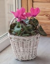 Pink cyclamen flowers in white basket on a window Royalty Free Stock Photo