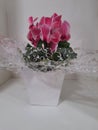 Pink Cyclamen persicum, in a gift-wrapped vase, isolated.