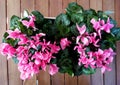 Pink cyclamen on pot Royalty Free Stock Photo